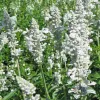 salvia-farinacea-victoria-white